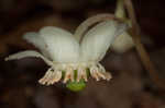 Pipsissewa <BR>Spotted wintergreen